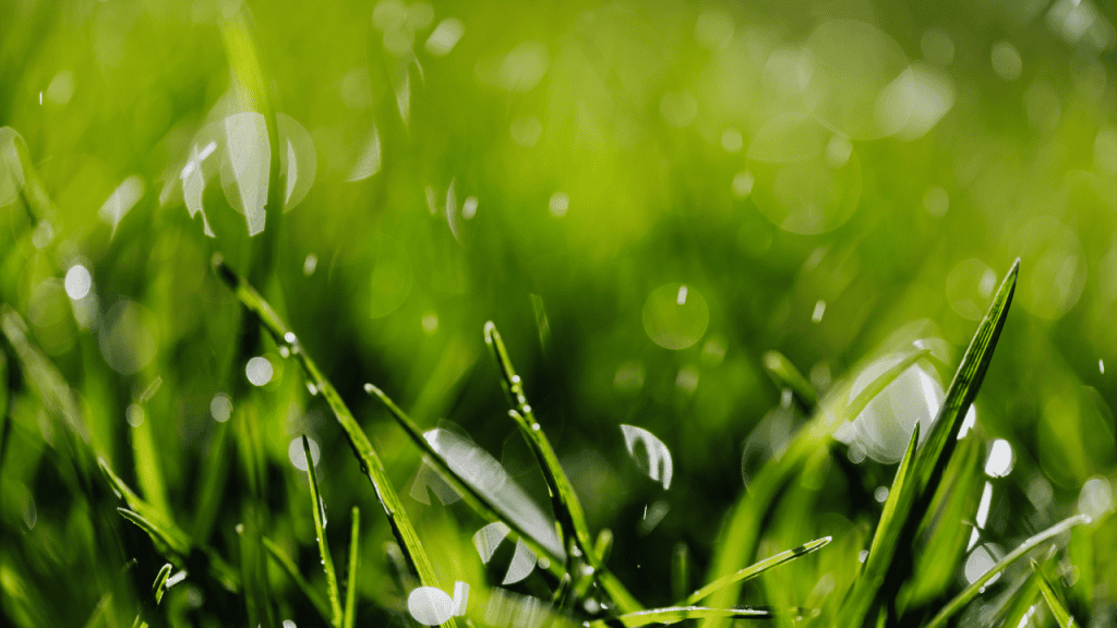 Rain and Wet Weather