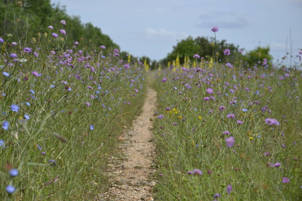 A close-up of beautiful wildflowers lining a picturesque golf course path. — scenic golf courses