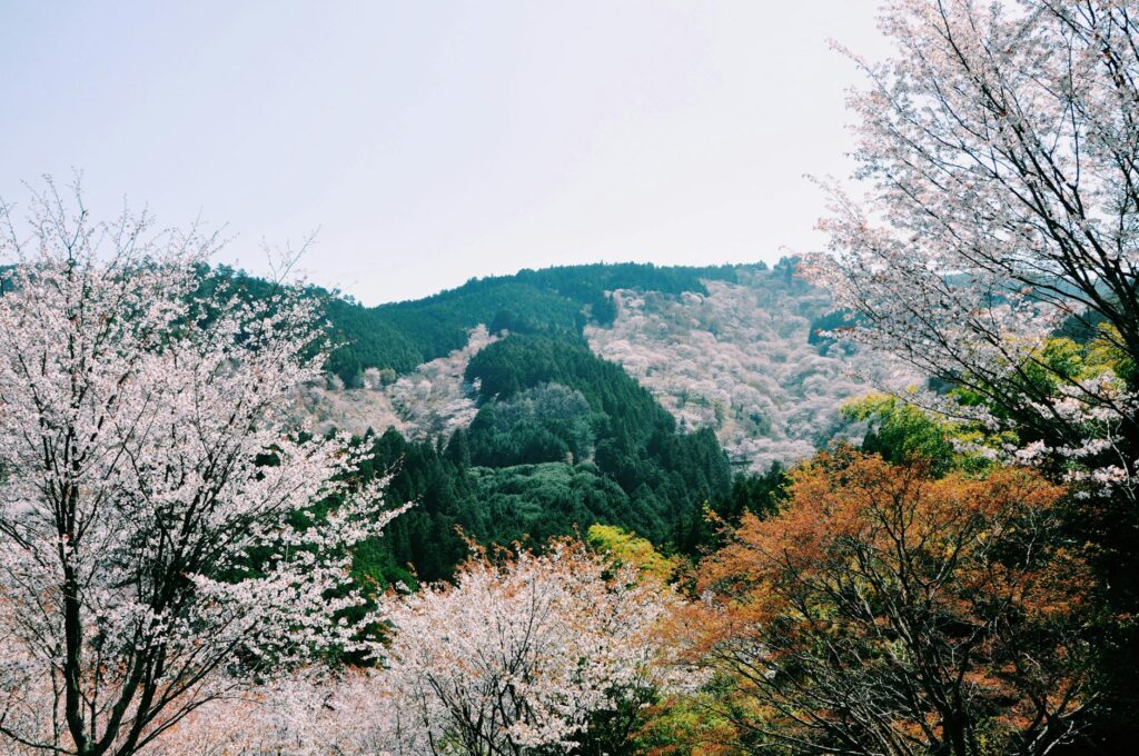 A panoramic shot of a mountainous Japanese golf course showcasing cherry blossom trees — best golf courses in Asia