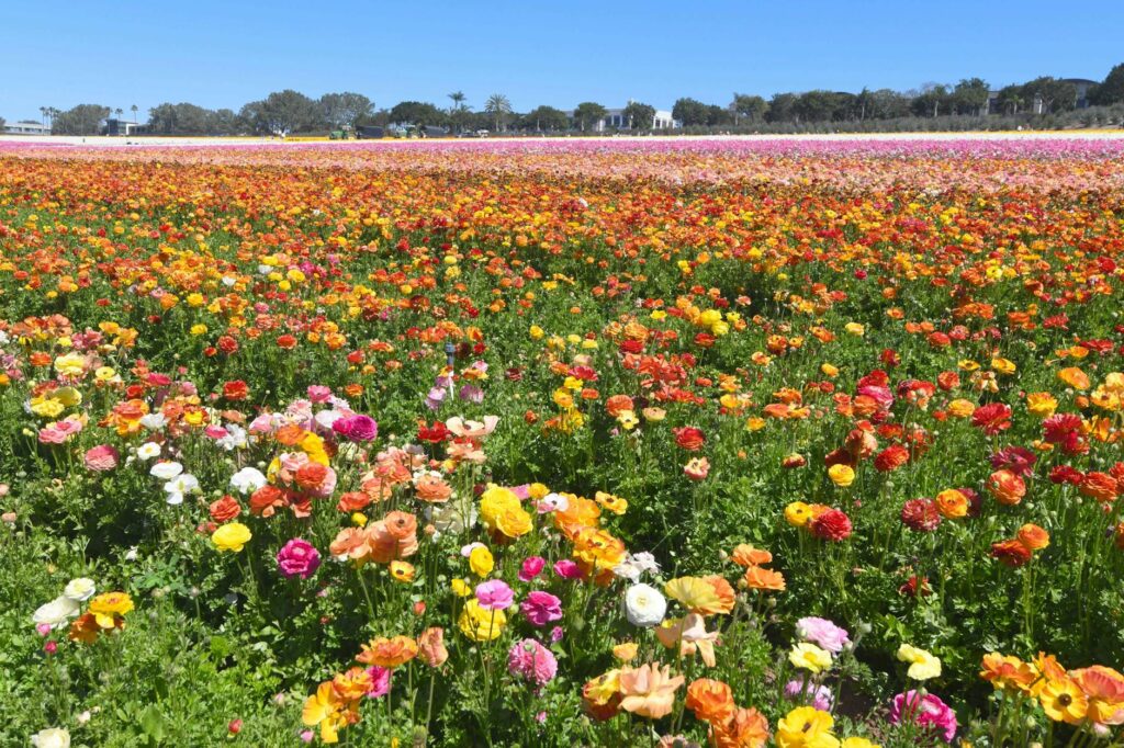 A picturesque view of Dungeness in spring, showcasing blooming flowers and clear skies. — Dungeness golf weather