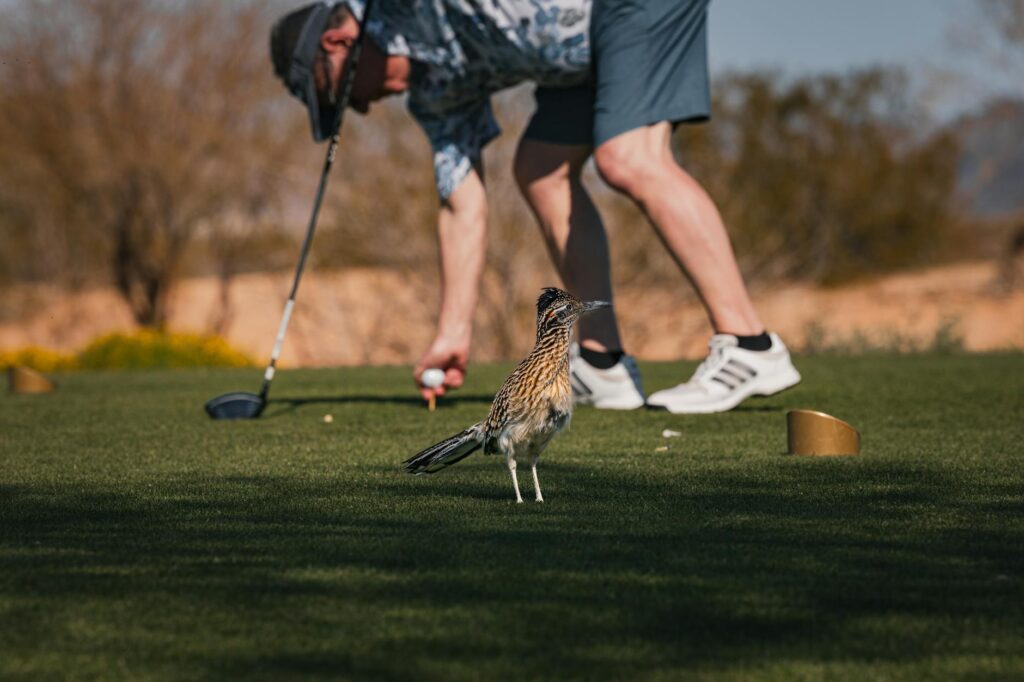 Wildlife spotted on the Dungeness golf course during a round — golfing in Dungeness
