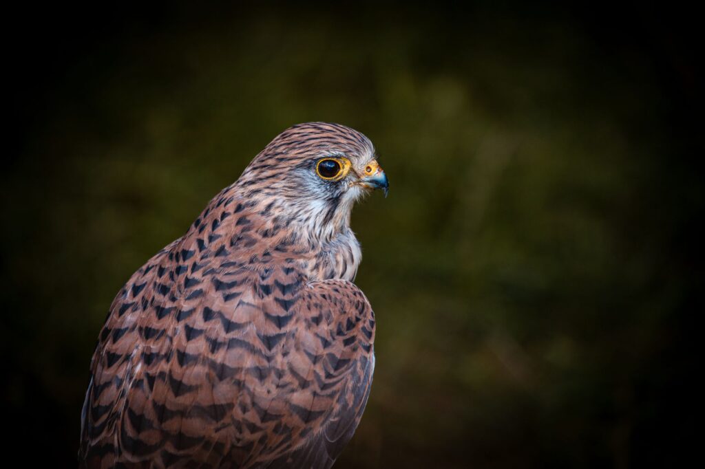 A close-up of a rare bird species that can be spotted near Dungeness golf courses. — Dungeness wildlife golf