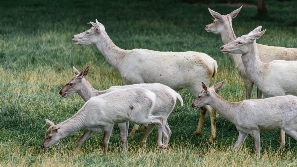 A small group of deer grazing near the fairway — wildlife Dungeness Golf Course