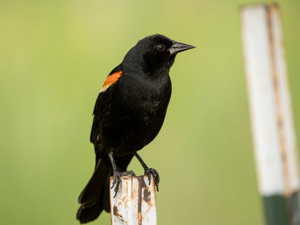 Close-up of a native bird species found at Dungeness Golf Course — wildlife Dungeness Golf Course