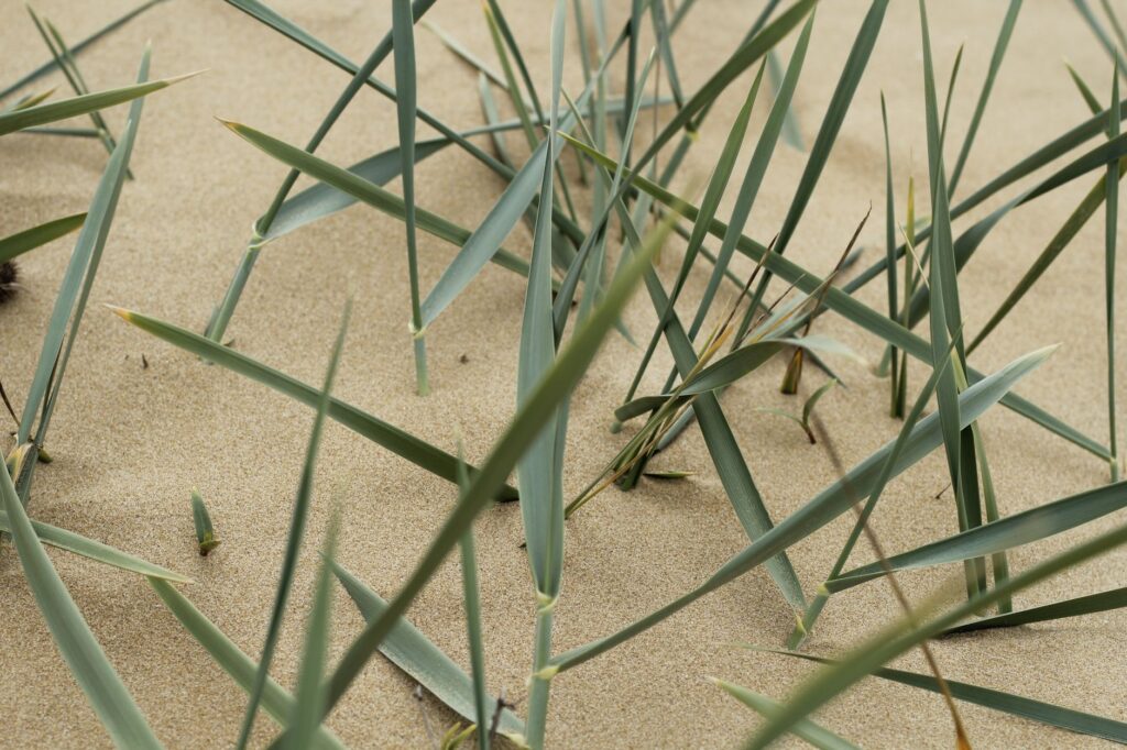 Close-up of coastal dunes that are part of the Dungeness golf landscape — Dungeness golf coastal features