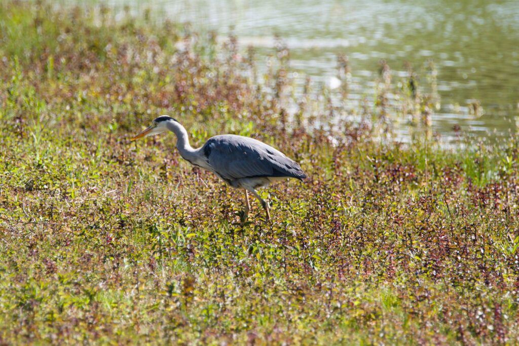 Wildlife spotted near the Dungeness golf course, showcasing local fauna — Dungeness golf coastal features