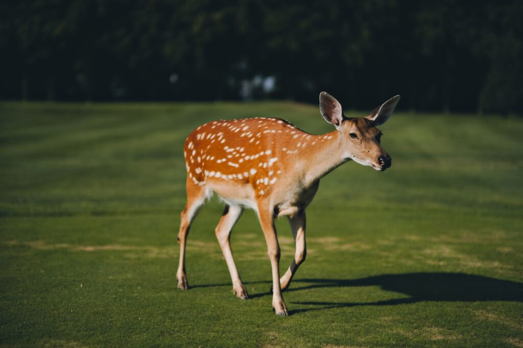 Wildlife spotted on the Dungeness golf course during a round of golf. — Dungeness golf features