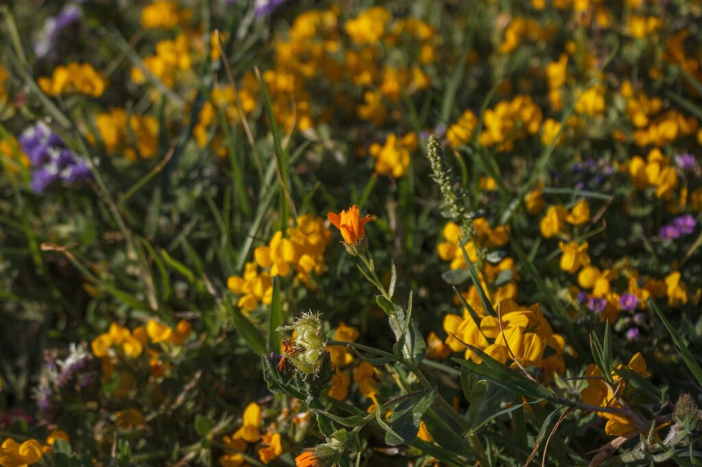 A close-up of the vibrant flowers that line the Dungeness fairways. — Dungeness Golf summer experience