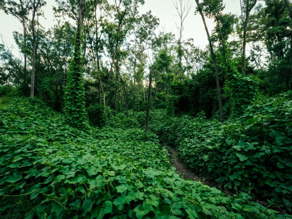 Nature trails surrounding Dungeness Golf, emphasizing outdoor exploration. — Dungeness Golf family activities