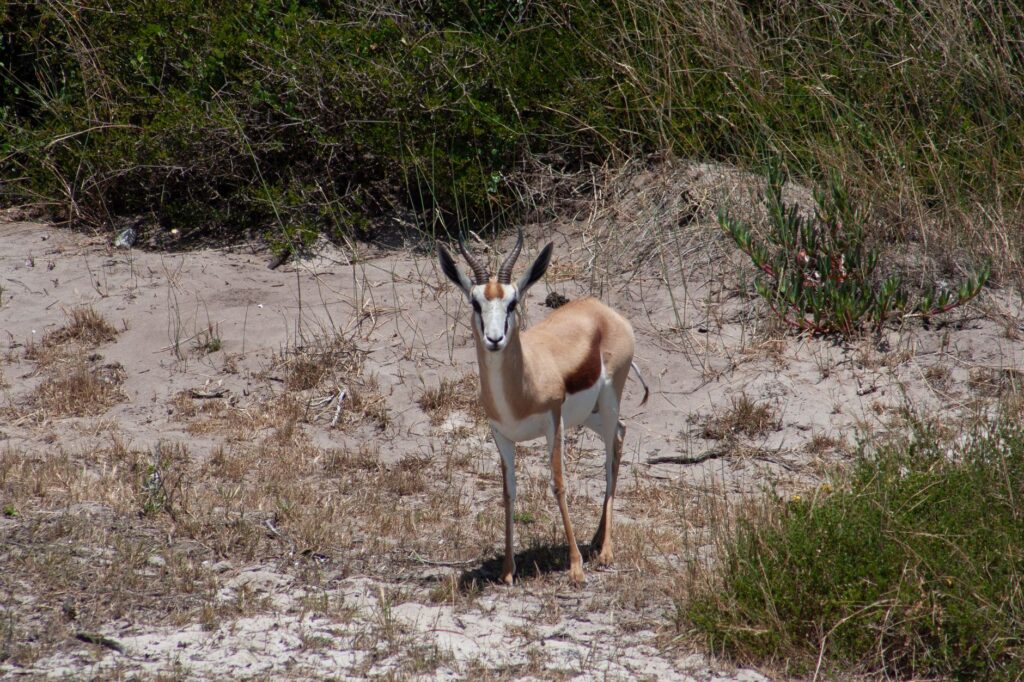 Wildlife spotted on the course, illustrating the natural beauty of the surroundings. — Dungeness Golf Course review