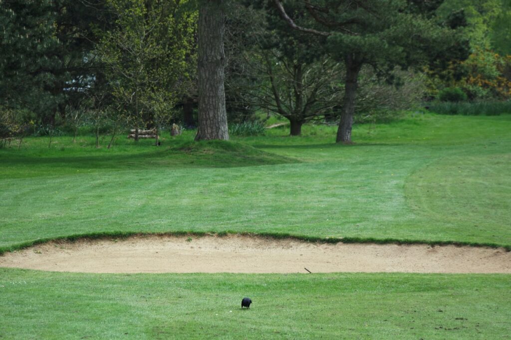 Wildlife spotted on the Dungeness golf course, adding to its charm. — Dungeness golf course features